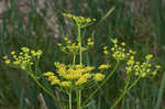 Wild parsnip